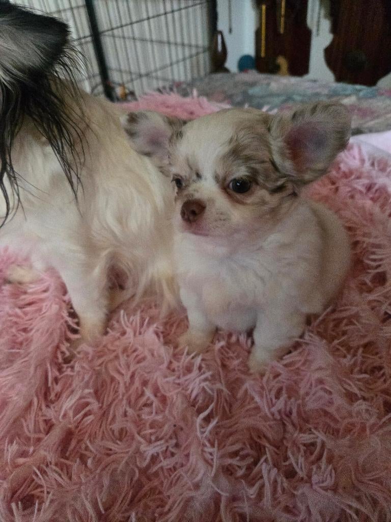 Chihuahua langharige puppy's  reutjes !!!, Parvo, Reu, 8 tot 15 weken, Meerdere