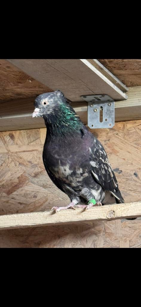 Perzische hoogvliegers, Dieren en Toebehoren, Vogels | Duiven