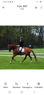 Fokmerrie, Dieren en Toebehoren, Paarden, Merrie, Met stamboom, Z, Dressuurpaard