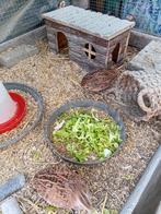 Kwartel toom zonder hok, Dieren en Toebehoren, Ophalen, 110 cm of meer, Overige typen, 90 cm of meer