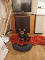 Jack Russel, black en tan, Dieren en Toebehoren, Honden | Jack Russells en Terriërs, Jack Russell Terriër, Teef, Eén hond, 3 tot 5 jaar