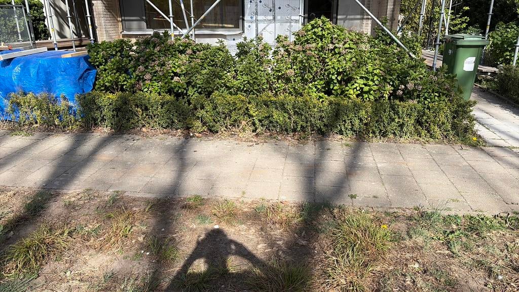 Buxus haag, Tuin en Terras, Ophalen, Buxus, Haag, Minder dan 100 cm