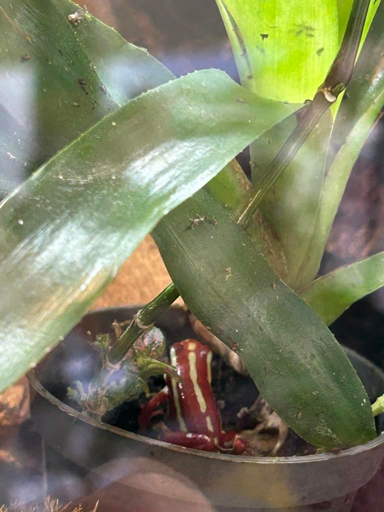 Epipedobates anthony ( tricolor)gifkikkers en kikkervisjes, Dieren en Toebehoren, Amfibie, 0 tot 2 jaar