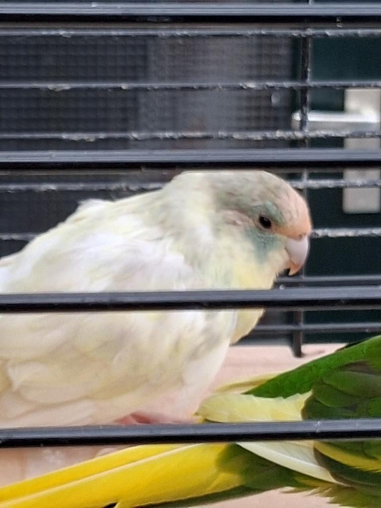 Mooie Kakariki Pop - april 2024, Vrouwelijk, Parkiet