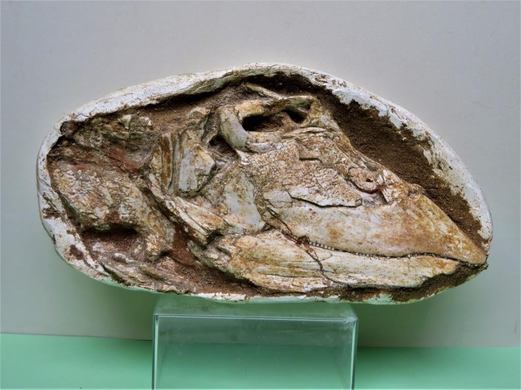 Schedel  Saurodontid, Ophalen of Verzenden, Fossiel