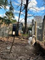 GEVRAAGD: 2 zijdehoentjes of krielkippen, Dieren en Toebehoren, Pluimvee, Vrouwelijk, Kip