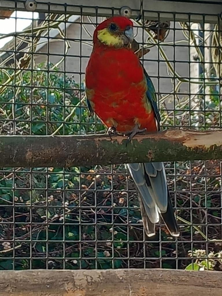 Stanley Rosella man, Dieren en Toebehoren, Vogels | Parkieten en Papegaaien, Mannelijk, Parkiet, Geringd