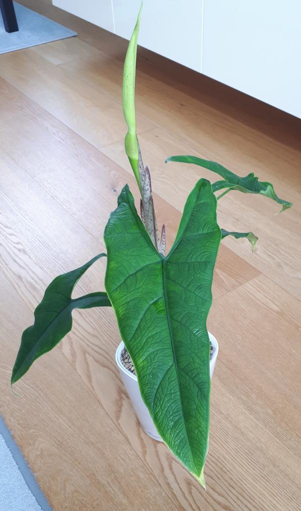 Alocasia sulawesi green carpet, Huis en Inrichting, Kamerplanten, Ophalen, Halfschaduw, Minder dan 100 cm