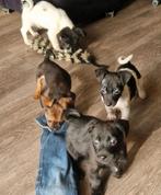 Kruising pups, 8 tot 15 weken, Meerdere, Meerdere dieren, Klein
