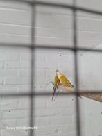 Pyrrhura, Meerdere dieren, Parkiet