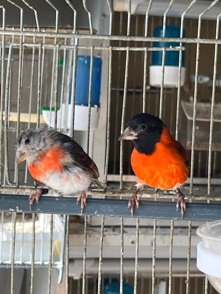 Kapoetsensijs koppel van 2025, Dieren en Toebehoren, Meerdere dieren