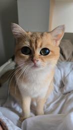 Britse korthaar golden shaded, Dieren en Toebehoren, Katten en Kittens | Raskatten | Korthaar, Poes