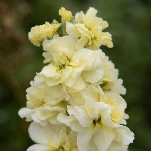 Zaden Matthiola incana Pastel Yellow, Verzenden, Volle zon
