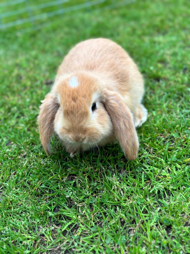 Franse hangoor konijntjes, Dieren en Toebehoren, Konijnen, Meerdere dieren, Groot, Hangoor, 0 tot 2 jaar