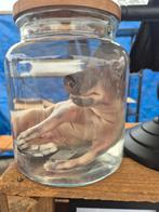 Te koop: evert zwijn biggetje op sterk water, Ophalen of Verzenden, Nieuw, Wild dier, Overige typen