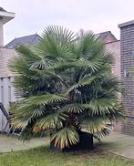 Grote 3 stammig Trachycarpus fortunei / Chinese waaierpalm, Tuin en Terras, Planten | Bomen, 250 tot 400 cm, Zomer, Palmboom, Ophalen