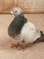 Gorguero Spaanse kropper, Meerdere dieren, Kropper