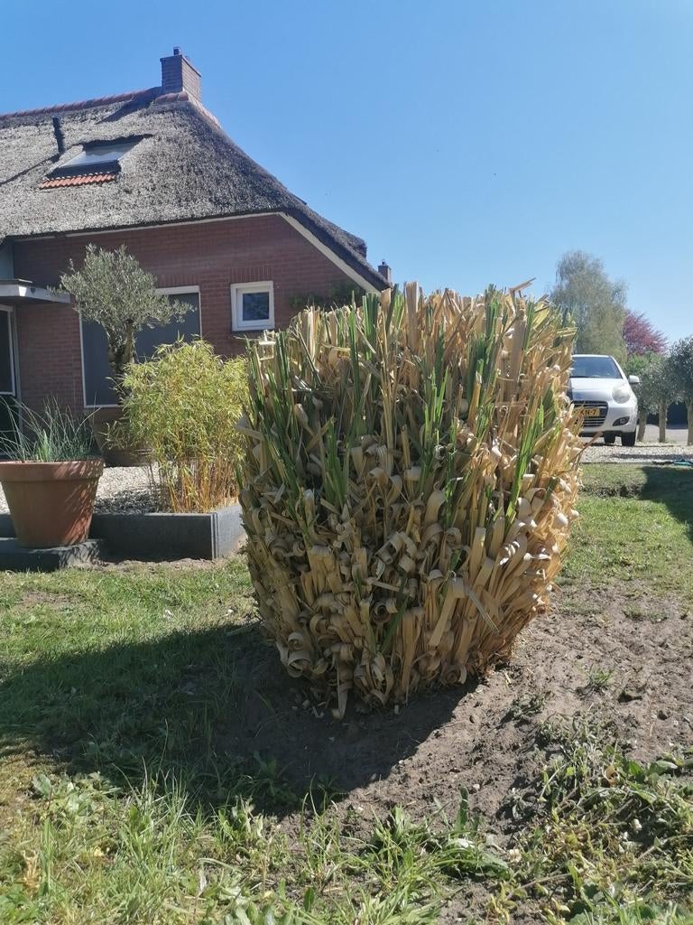 Pampasgrassen, Ophalen, Zomer, Volle zon, Overige soorten