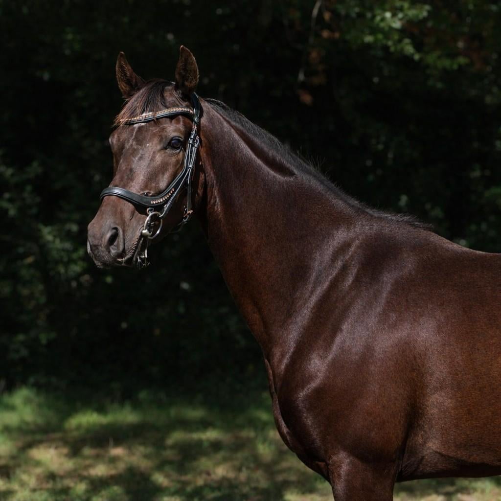 Mooie talentvolle dressuur ruin, Ruin, Dressuurpaard