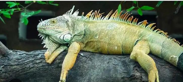 Gevraagd tamme legiaan varaan of teju