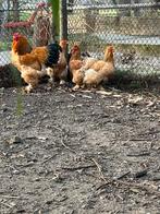 Broedeieren van onze prachtige brahma’s, Dieren en Toebehoren, Pluimvee, Geslacht onbekend, Kip