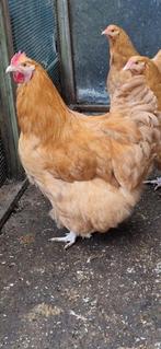 Cochin te koop, Mannelijk, Kip