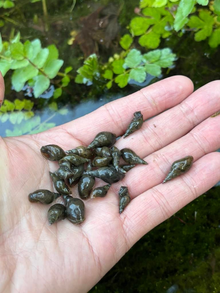 Poelslakken, waterslak, Dieren en Toebehoren, Overige soorten