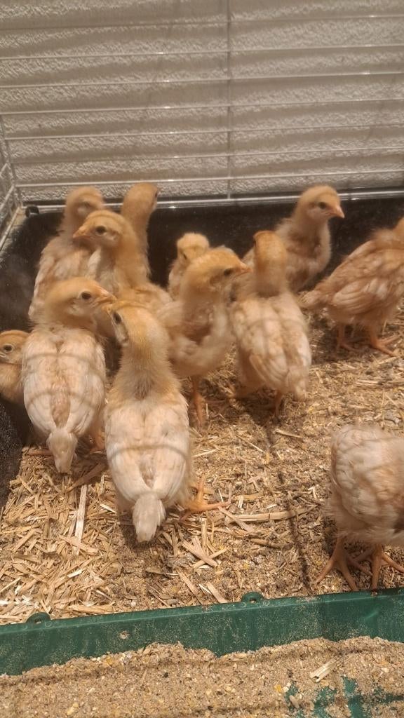 kuikens te koop, Vrouwelijk, Kip