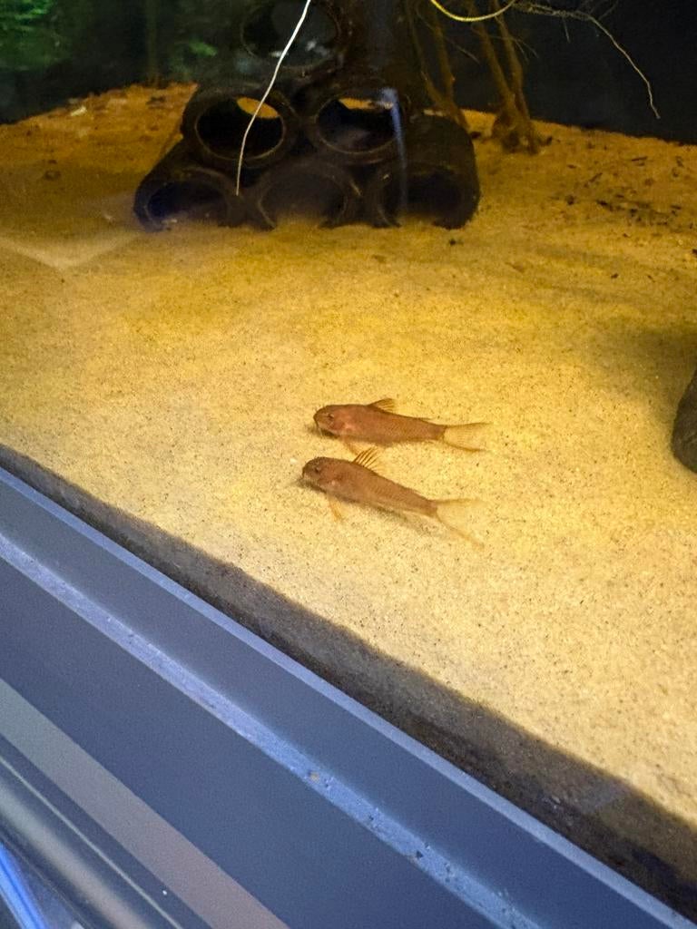 Corydoras Aspidoras C125, Dieren en Toebehoren, Vissen | Aquariumvissen, Zoetwatervis, Schoolvis