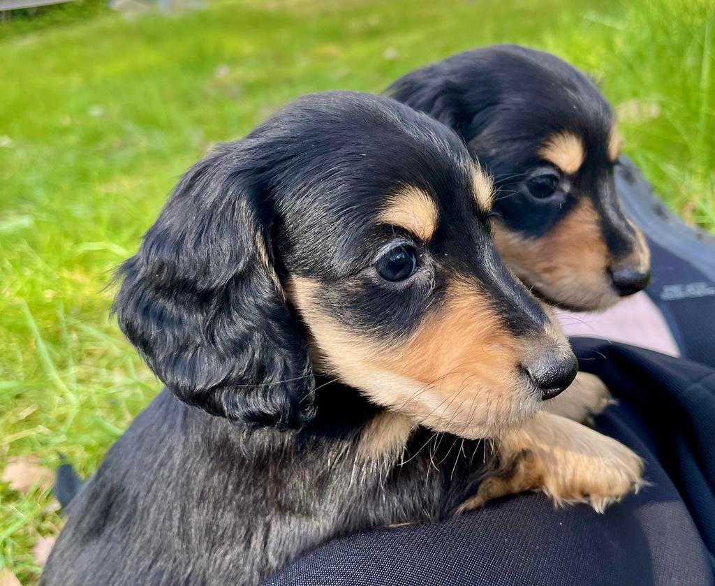 Mooi black and creme teckeltjes, Dieren en Toebehoren, Honden | Teckels en Dashonden, Parvo, 8 tot 15 weken, Dwerg, Langhaar
