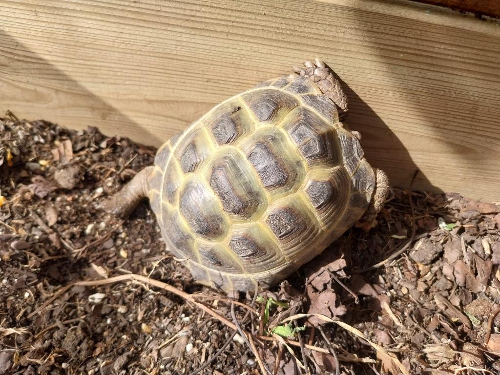 ​Te koop landschildpad Russische Vierteenschildpad, Dieren en Toebehoren, Reptielen en Amfibieën, Schildpad, 7 tot 10 jaar