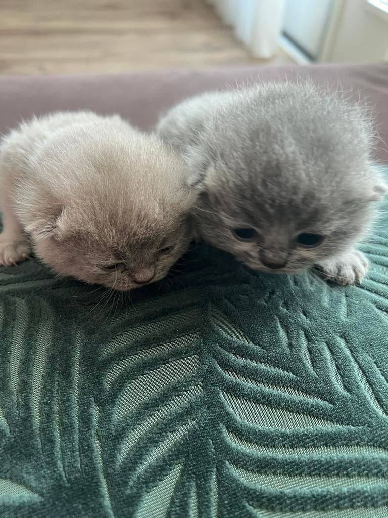 Britse korthaar kitten, Poes, Ontwormd, 0 tot 2 jaar