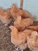 Orpington kuikens, Dieren en Toebehoren, Pluimvee, Geslacht onbekend, Kip