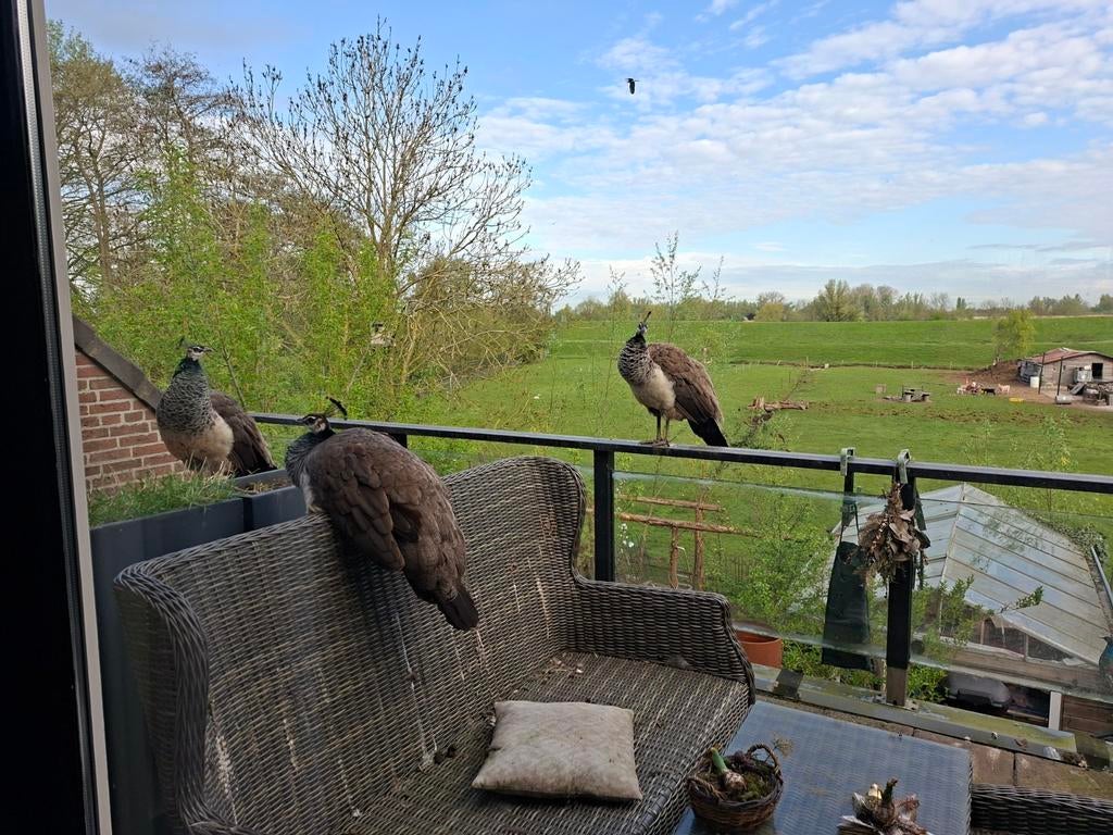 Koppel jonge pauwen 4 hennen 1 haan, Dieren en Toebehoren, Pluimvee, Meerdere dieren, Overige soorten