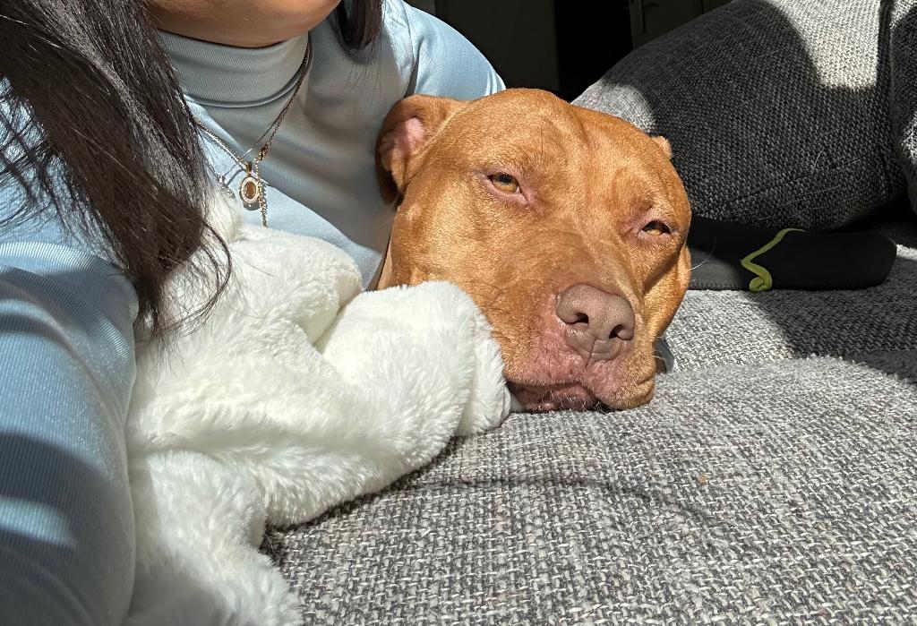 Lieve hond zoekt ‘n nieuw huisje, Dieren en Toebehoren, 6 jaar of ouder, Teef, Groot, Eén hond