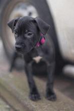 Amerikaanse pitbull terrier pup., Parvo, Overige rassen, 8 tot 15 weken, Teef