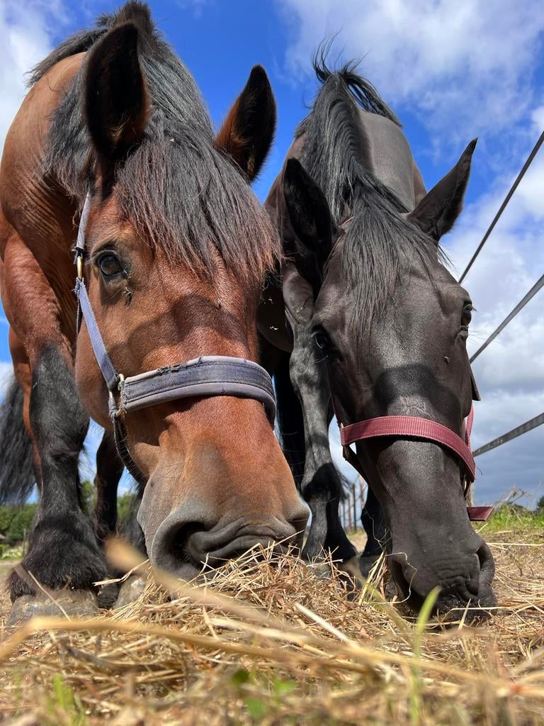 Bijrijder/verzorger gezocht voor twee paarden, Dieren en Toebehoren, Paarden en Pony's | Overige Paardenspullen, Ophalen, Zo goed als nieuw