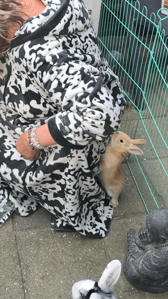 Baby konijntje, Dieren en Toebehoren, Konijnen, Mannelijk, Klein, 0 tot 2 jaar