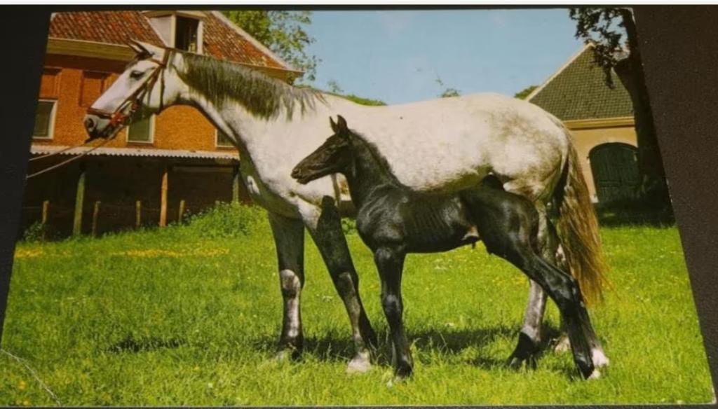 Paarden - Met zwart Veulen, Verzenden, 1980 tot heden, Gelopen, Paard