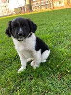 Friese Stabij puppy’s nog 1 beschikbaar, Dieren en Toebehoren, Honden | Niet-rashonden, 8 tot 15 weken, Meerdere, Meerdere dieren