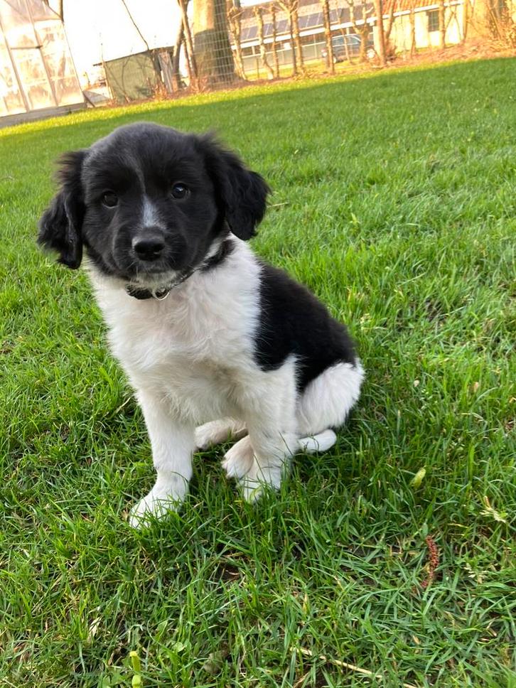 Friese Stabij puppy’s nog 1 beschikbaar, Dieren en Toebehoren, Honden | Niet-rashonden, Middel, Meerdere dieren, Particulier, Meerdere