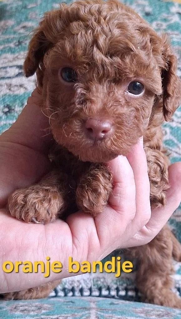 Lief Raszuiver Toypoedel Pupje/ Oranje Bandje, Poedel, Parvo, Reu, 8 tot 15 weken