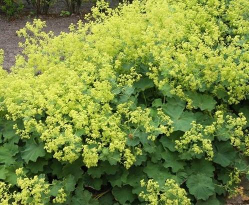 Alchemilla mollis, vrouwenmantel., Tuin en Terras, Planten | Tuinplanten, Vaste plant, Volle zon, Zomer, Ophalen of Verzenden