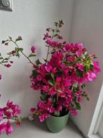 planten, Ophalen, Minder dan 100 cm