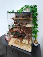Veelzijdig Knaagdierterrarium – Van Gerbil tot Degoe, 60 tot 90 cm, Ophalen of Verzenden, Muis, Hok