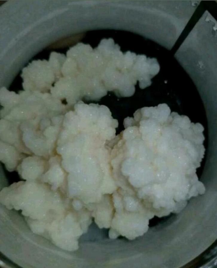 Tibetaanse melkkefir korrels 50 gr €2.95, Diversen, Levensmiddelen, Ophalen of Verzenden