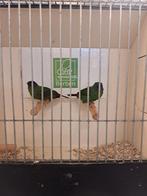 Koppel driekleur papagaai amadines, Dieren en Toebehoren, Vogels | Overige Vogels, Meerdere dieren, Tropenvogel