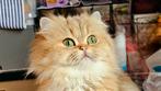 Brits langhaar Poesje -Black Golden tabby met luxe stamboom, Dieren en Toebehoren, Katten en Kittens | Raskatten | Langhaar, Poes