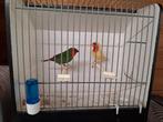 Roodkop papagaai amadines, Dieren en Toebehoren, Vogels | Overige Vogels, Meerdere dieren, Geringd