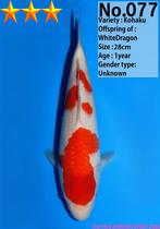 HQ kohaku tosai sublieme huidkwaliteit en word groot NIEUW, Karper of Koi